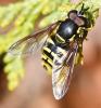 Chrysotoxum intermedium